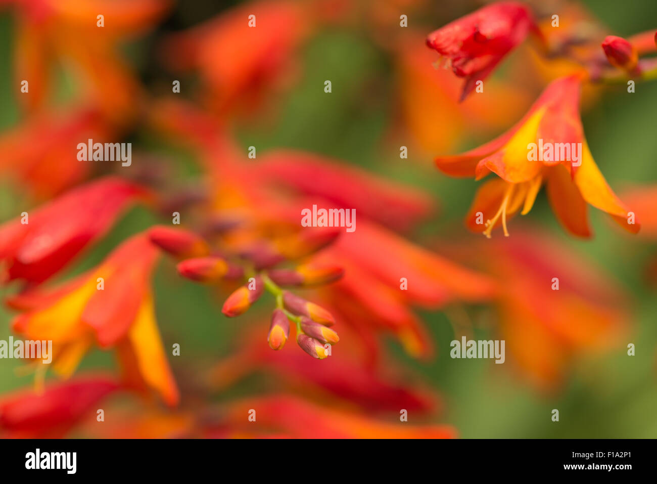 Crocosmia genere Iridaceae coppertips stelle cadenti montbretia arancio brillante fiori contro verde sottili foglie di lama Foto Stock