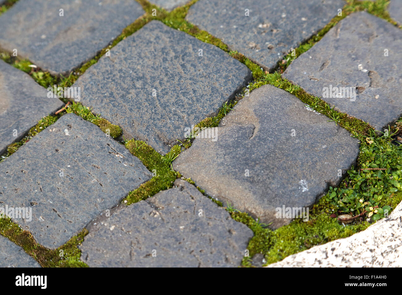Dettagli di sanpietrini, un tipico tipo di pavimentazione trovata in Rome, Italia e fatta di pietre smussato di basalto nero Foto Stock