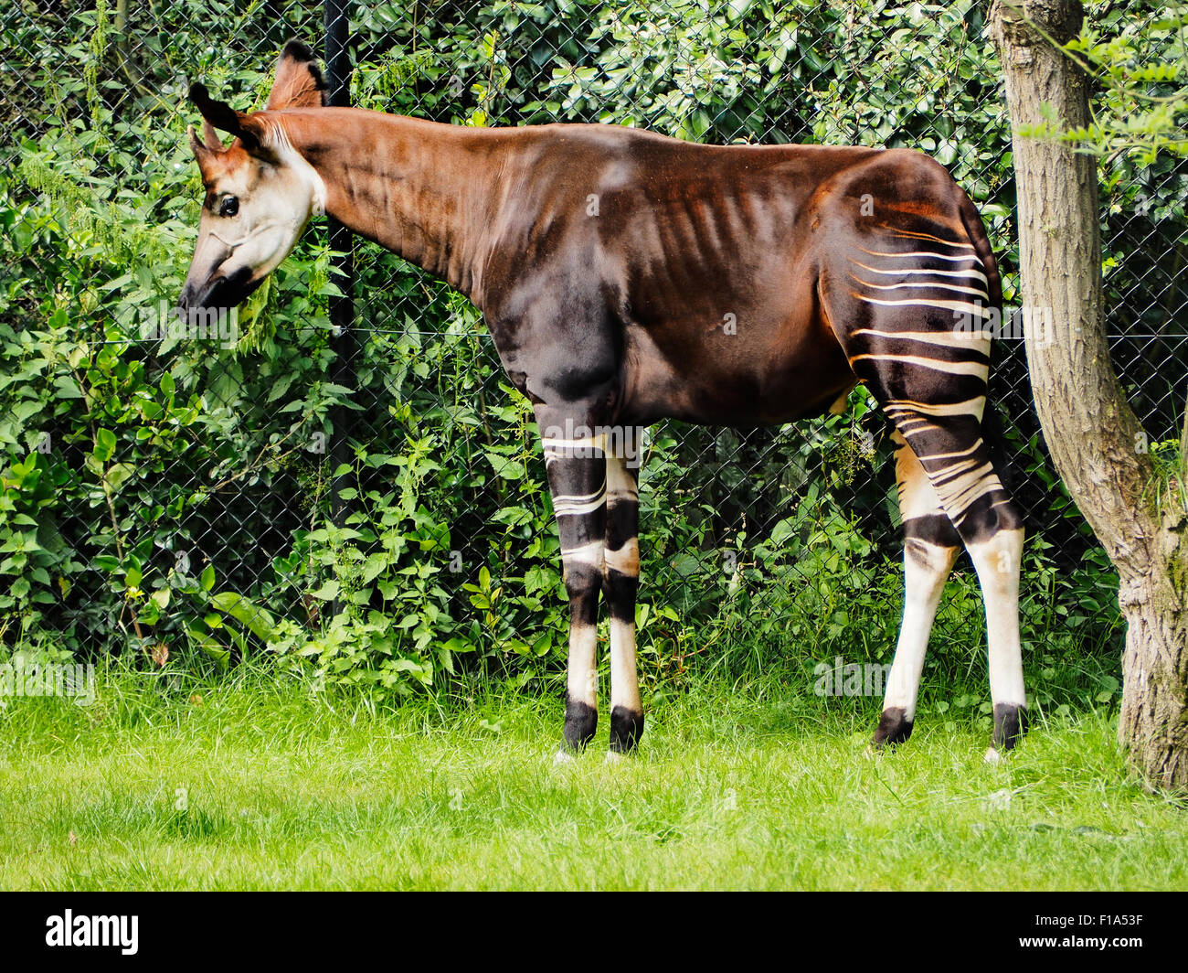 Okapi vista laterale del profilo in Blijdorp Zoo di Rotterdam Paesi Bassi Foto Stock