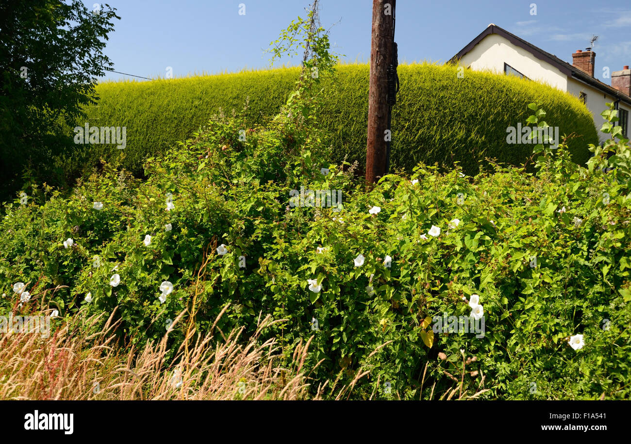 Hedge centinodia fiori in una strada siepe. Foto Stock