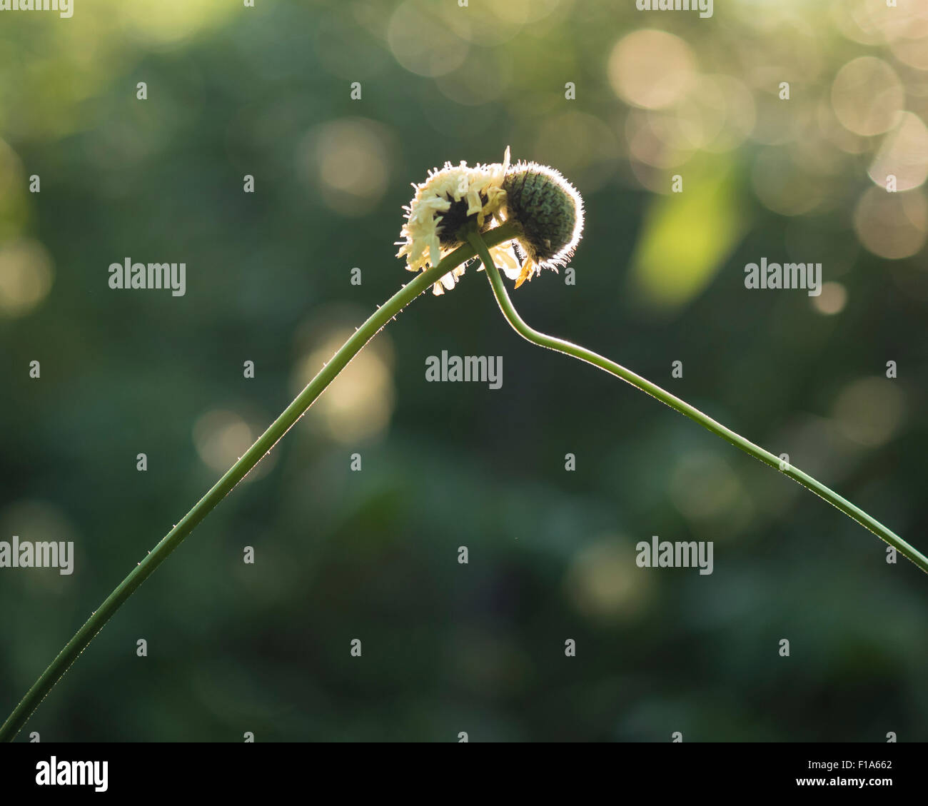 Abbraccio di fioritura Foto Stock