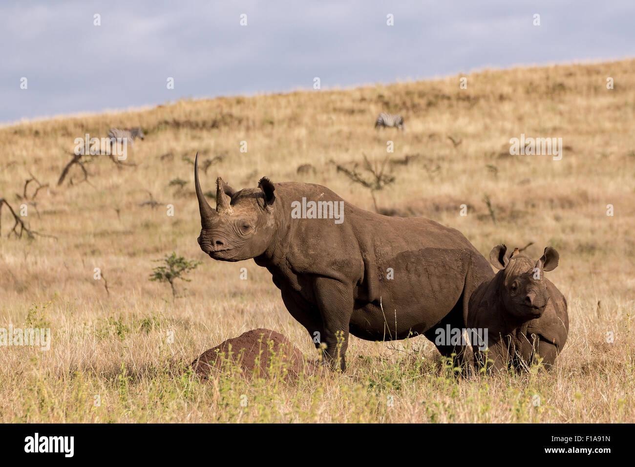 Femmina nera rhino e giovane nero Baby Rhino Kenya, Lewa conservancy in piedi e guardando in giro Foto Stock Femmina nera rhino e giovane nero Baby Rhino Kenya, Lewa conservancy in piedi e guardando in giro Foto Stock