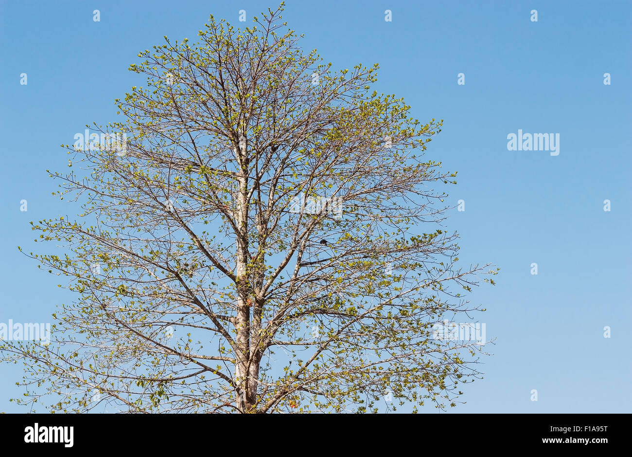 Modello di albero con il cielo azzurro sfondo per la progettazione Foto Stock