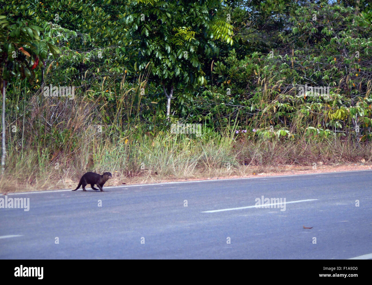 Agosto 31, 2015 - Bintan, Kepri, Indonesia - Bintan, Indonesia - 31 agosto: pelose naso-otter visto un cross street vicino Manrove foresta sul 31 agosto 2015 nell'isola di Bintan, Indonesia. Il peloso becchi di lontra (Lutra sumatrana) è una delle più rare specie di lontra. Fino al 1998, è stato pensato per essere stata estinta, ma piccole popolazioni sono stati scoperti da allora..L'hairy-lontra dal naso è la meno conosciuta delle lontre asiatiche, ed è anche il più difficile da identificare nel campo. Il peloso naso-otter prende il suo nome dai peli sulla fine della sua rhinarium (parte umida del suo naso); nella maggior parte degli altri Foto Stock