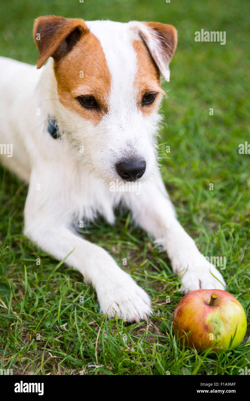 Parson Jack Russell Terrier cucciolo di cane pet, tan ruvida, rivestita all'esterno in posizione di parcheggio mentre la riproduzione con apple toy, ritratto, giacente Foto Stock