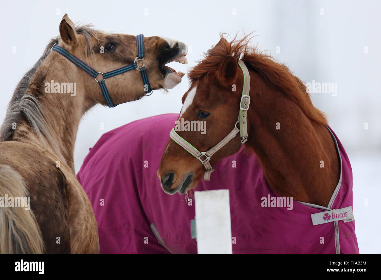 Koenigs Wusterhausen, Germania, cavalli sfida la gerarchia di Foto Stock