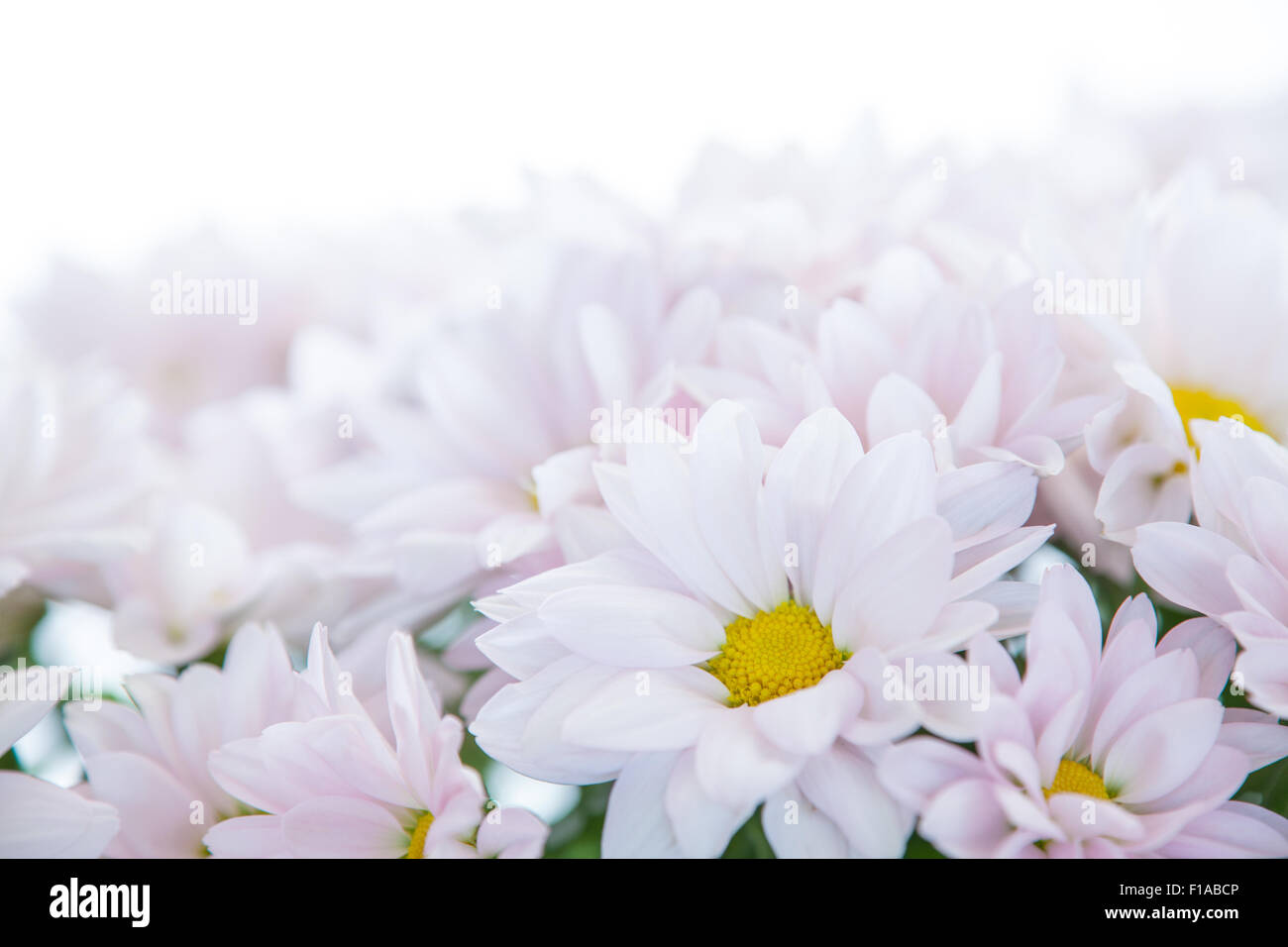 Daisy fiore rosa bianco giallo margherite sbocciare fiori floreali Foto Stock