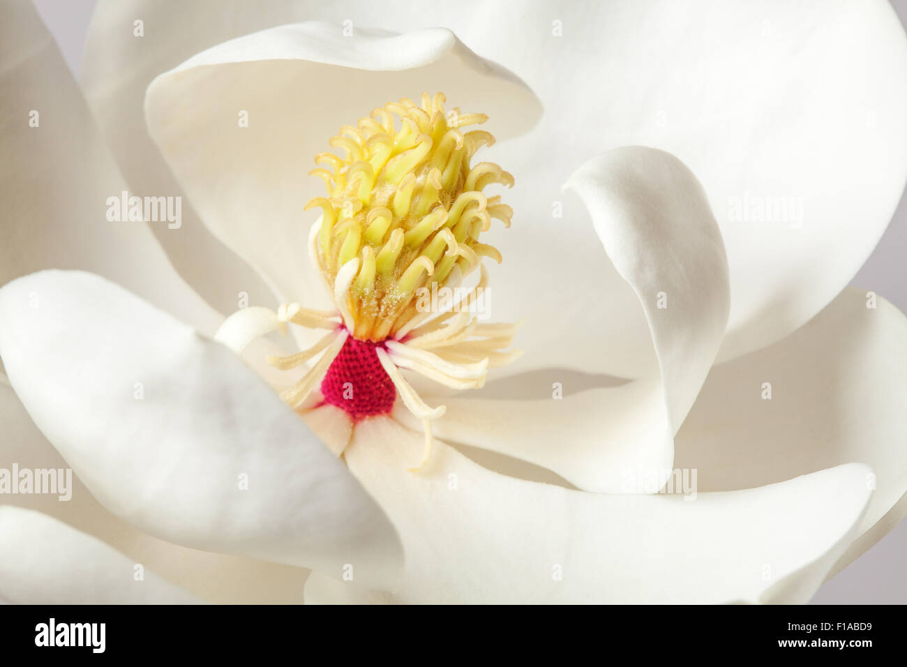Fiore di Magnolia Magnolie bianco fiori floreali Foto Stock