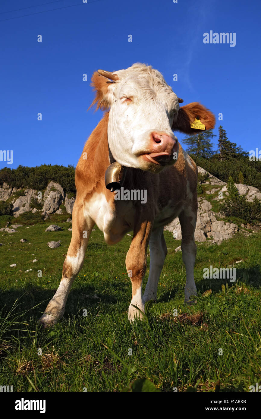 Obertraun, Austria, mucca su un alpeggio Foto Stock