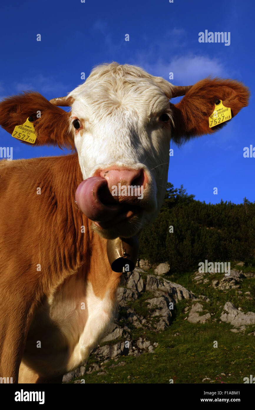 Obertraun, Austria, mucca su un alpeggio Foto Stock
