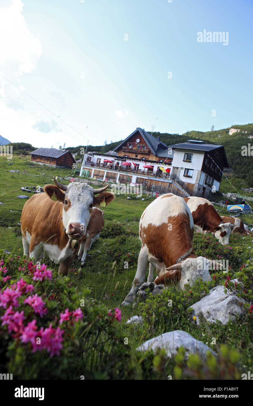 Obertraun, Austria, mucche prima il mountain lodge Gjaid Alm Foto Stock