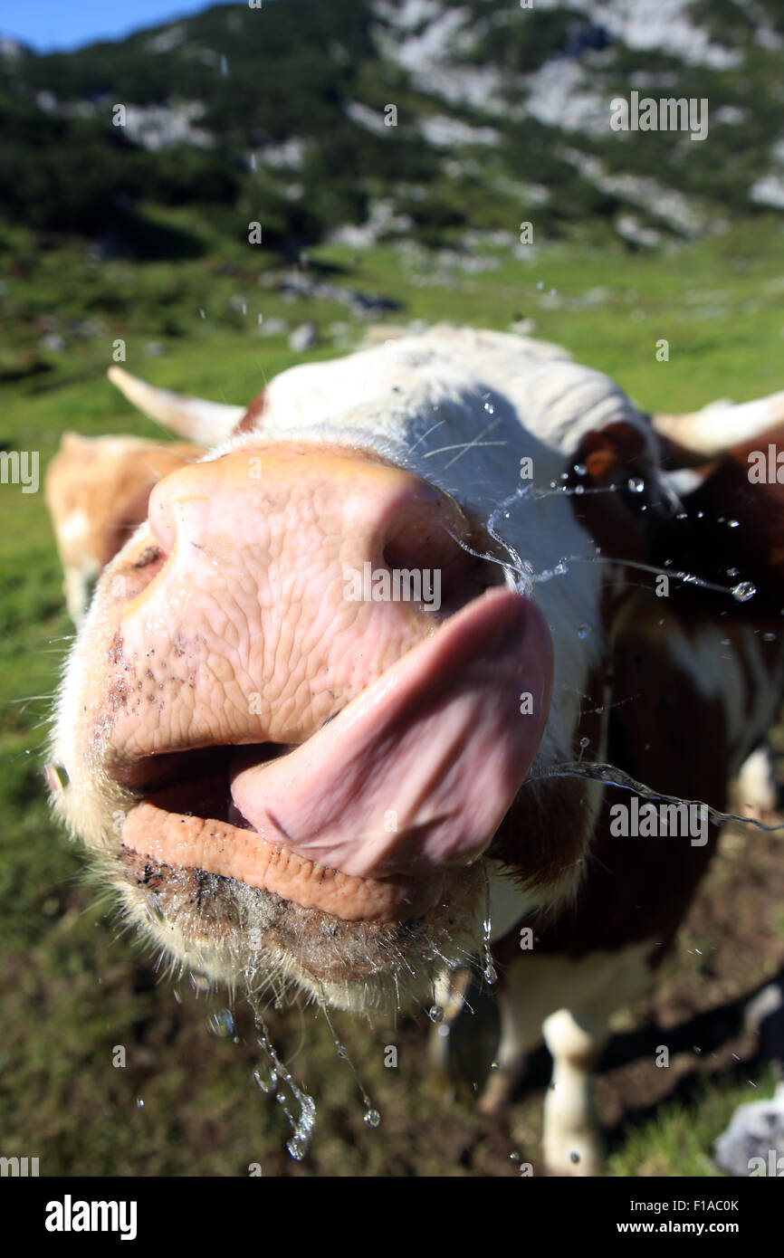 Obertraun, Austria, mucca leccare la sua linguetta sopra il muso Foto Stock