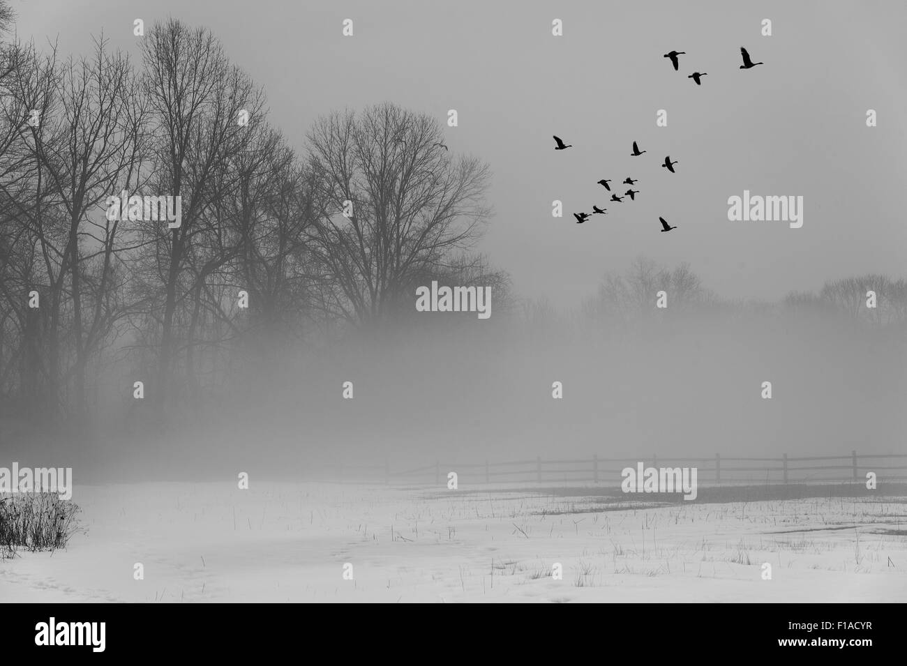 Le oche in volo in cielo invernale con la nebbia Foto Stock
