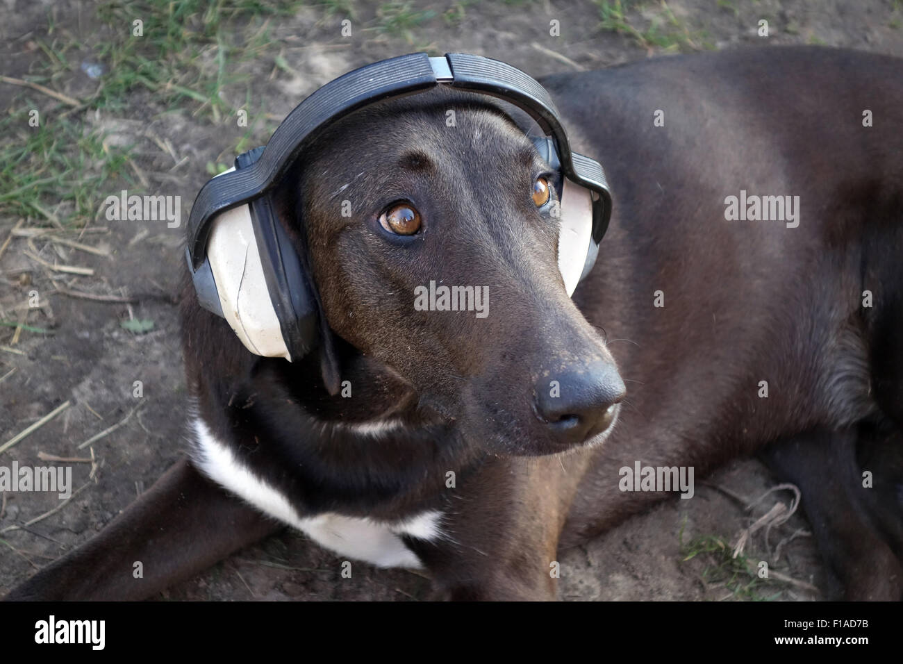 Berlino, Germania, cane che indossa un Kapselgehoerschutz Foto Stock