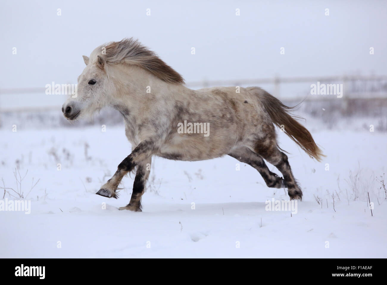 Koenigs Wusterhausen, Germania, pony Shetland al galoppo in inverno neve-coperta di accoppiamento Foto Stock
