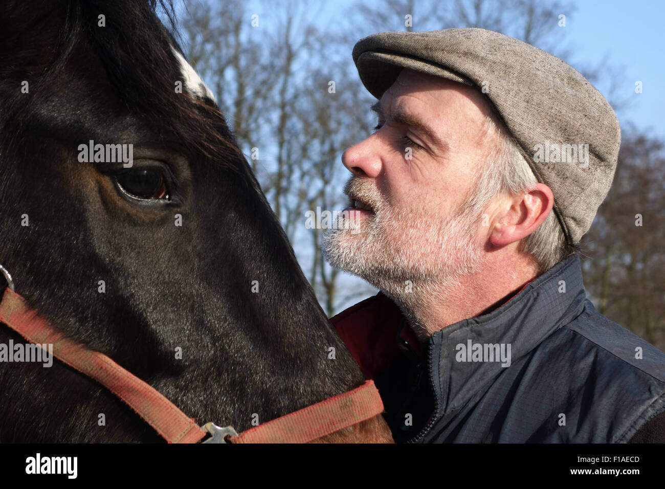 Nuovo Kätwin, la Germania, l'uomo guarda il suo cavallo Foto Stock