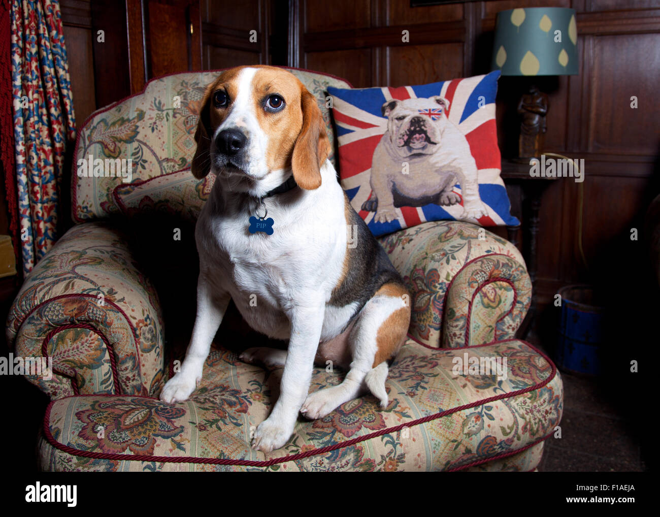 Fotografia di © Jamie Callister. Pip il Segugio Beagle, Ruthin, Denbighshire, il Galles del Nord, 30 agosto 2015. Foto Stock