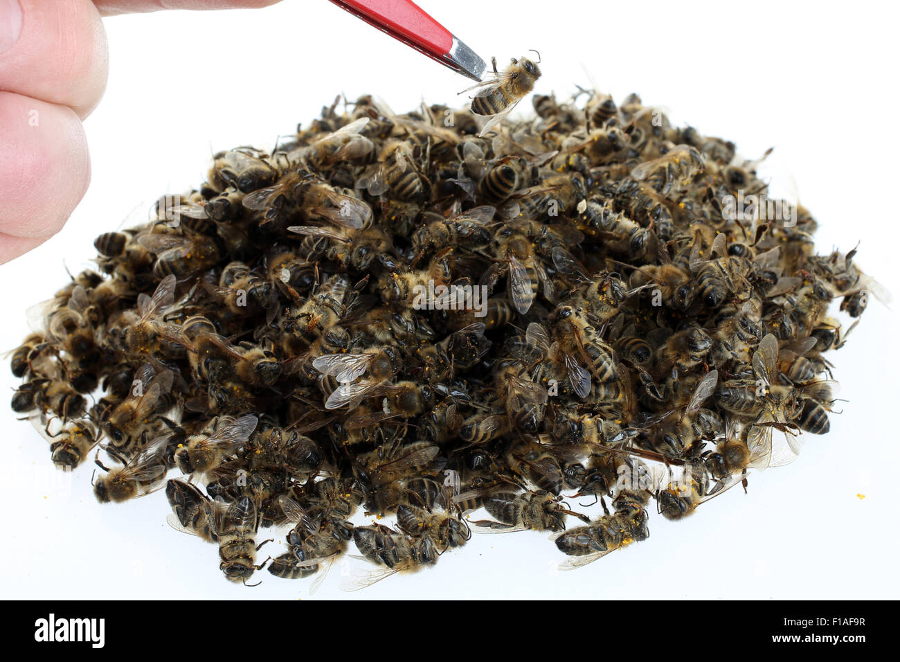 Berlino, Germania, morto le api da miele su una pila Foto Stock