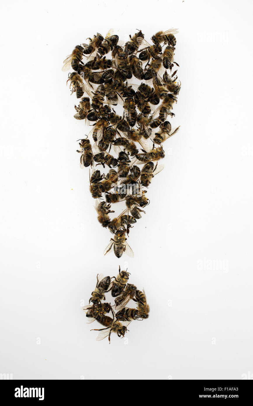 Berlino, Germania, esclamazione di dead api Foto Stock