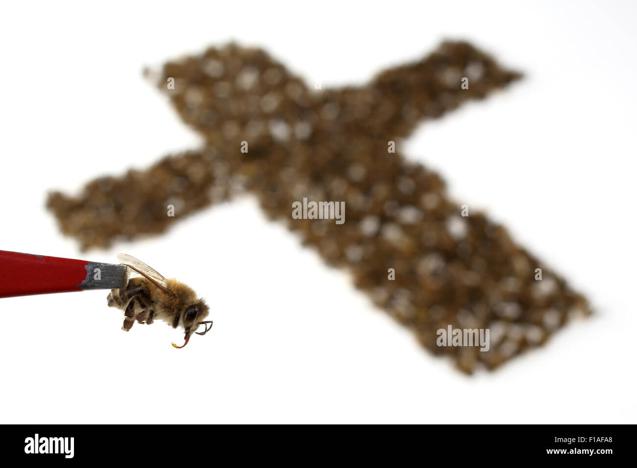 Berlino, Germania, Symbolfoto, bee morti Foto Stock