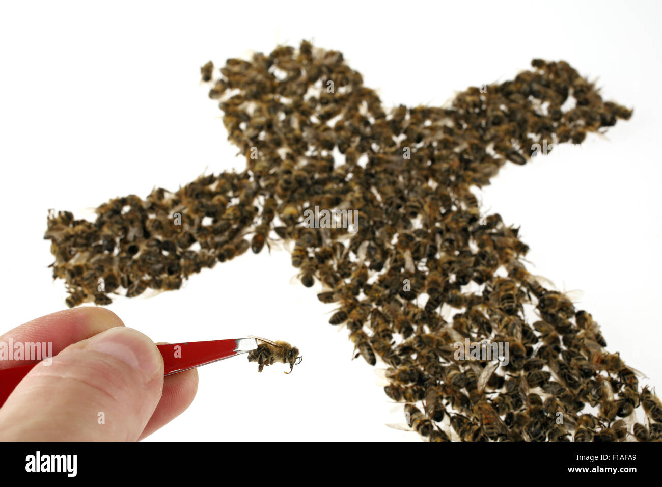 Berlino, Germania, Symbolfoto, bee morti Foto Stock