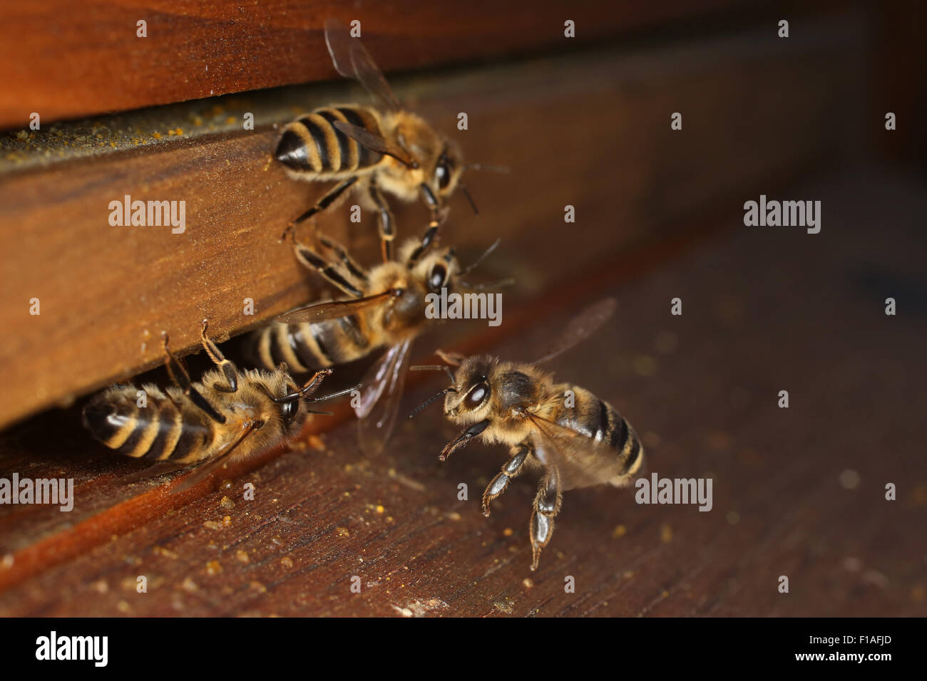 Berlino, Germania, le api da miele prima del foro di ingresso di un alveare Foto Stock