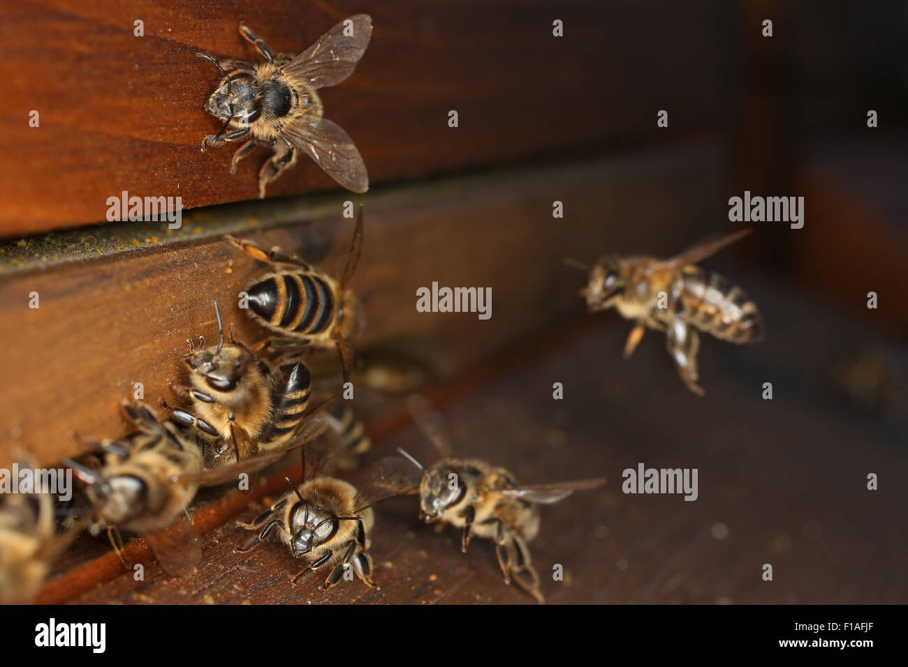 Berlino, Germania, le api da miele prima del foro di ingresso di un alveare Foto Stock