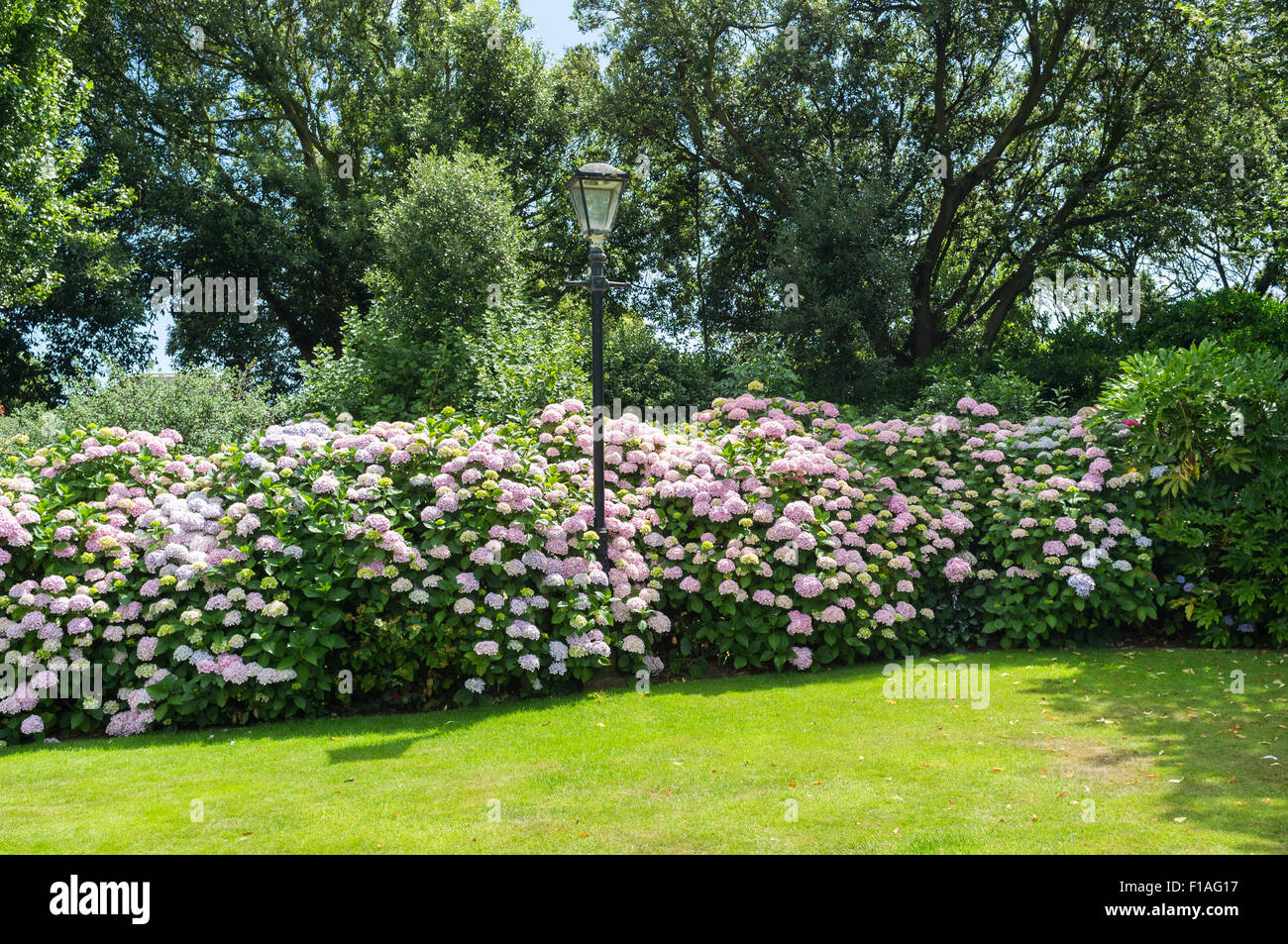 Sidmouth 2015. Connaught giardini e le Ortensie sono in fiore. Foto Stock