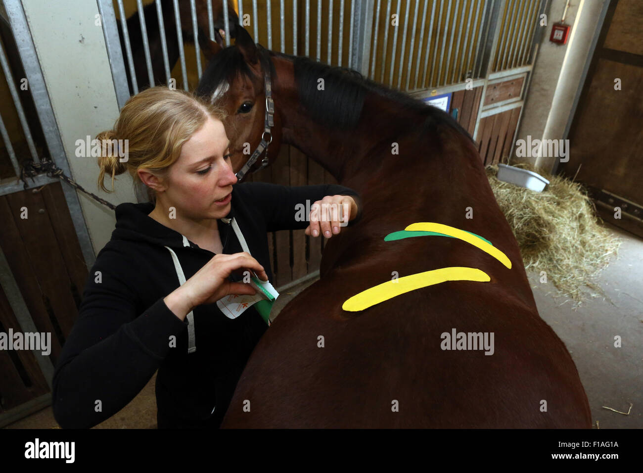 Neuenhagen, Germania, cavallo fisioterapista quando Kinesio Taping Foto Stock