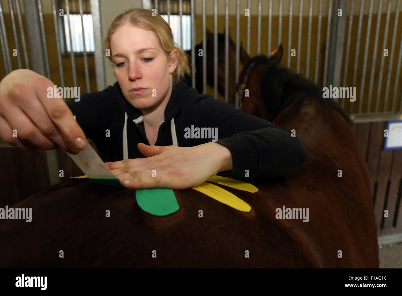 Neuenhagen, Germania, cavallo fisioterapista quando Kinesio Taping Foto Stock