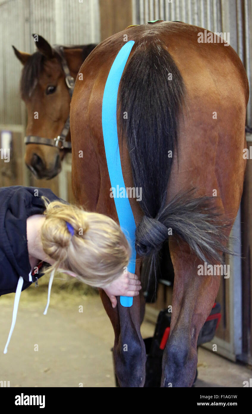 Neuenhagen, Germania, cavallo fisioterapista quando Kinesio Taping Foto Stock