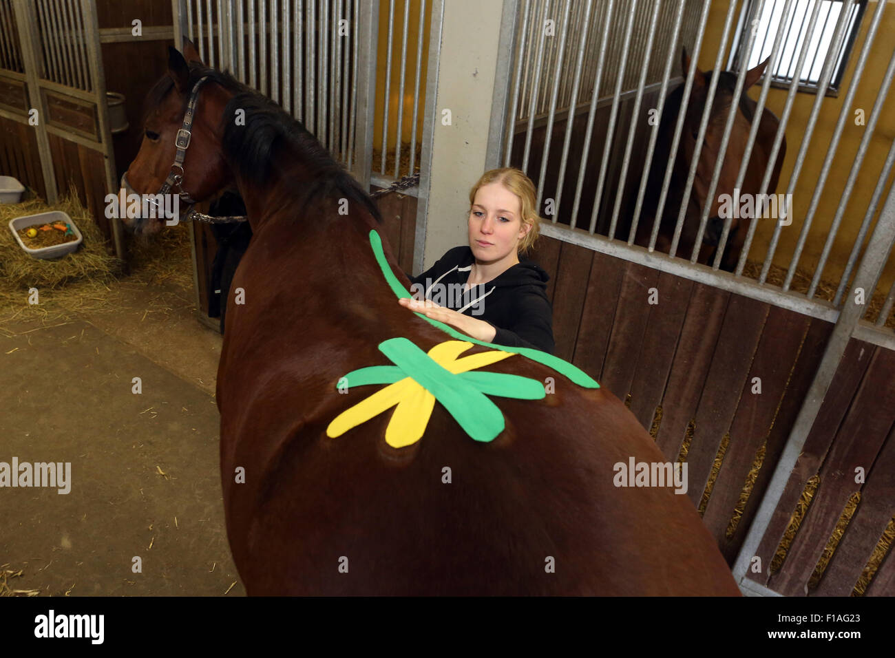 Neuenhagen, Germania, cavallo fisioterapista quando Kinesio Taping Foto Stock