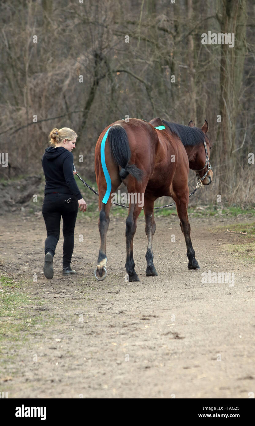 Neuenhagen, Germania, cavallo fisioterapista controllato il portamento di un cavallo Foto Stock