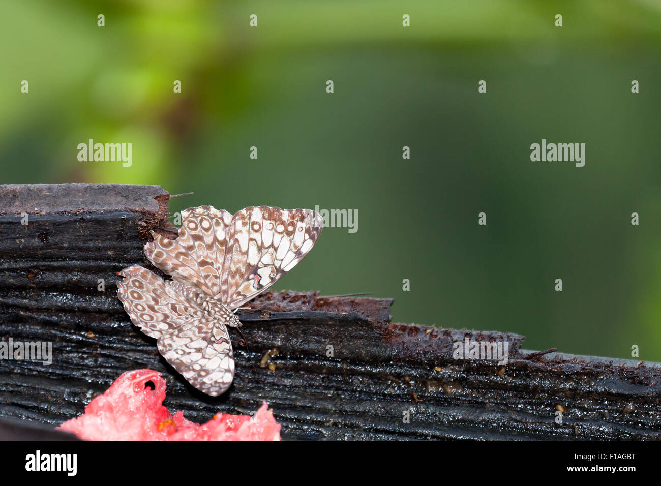 Un hamadras o grigio cracker farfalla posata su un trogolo di legno per mangiare un po' di frutta fresca in Belize. Foto Stock