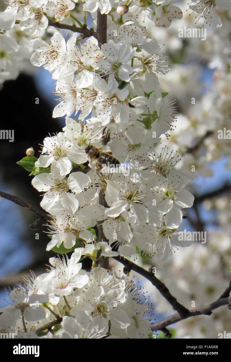 Berlino, Germania, Bee e fiori di ciliegio Foto Stock