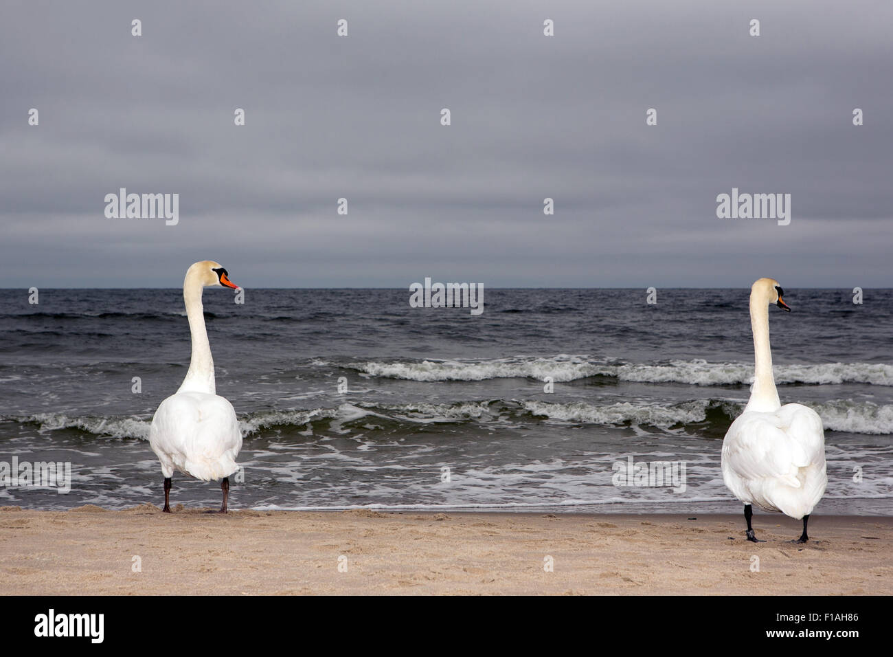 Zinnowitz, Germania, due cigni sulla spiaggia del Mar Baltico di Usedom Foto Stock