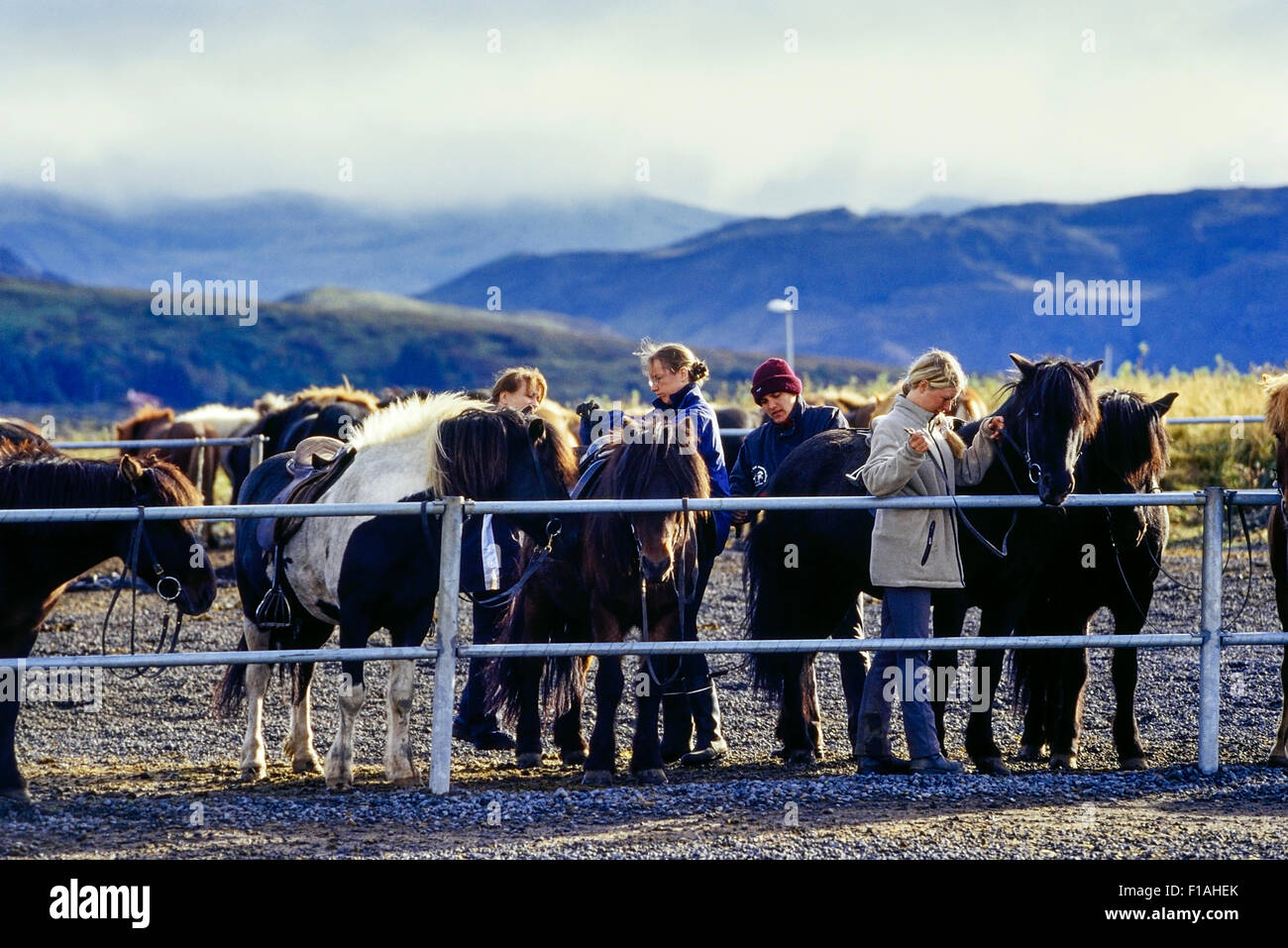 Cavalli islandesi a Ishestar centro ippico in Islanda. Foto Stock