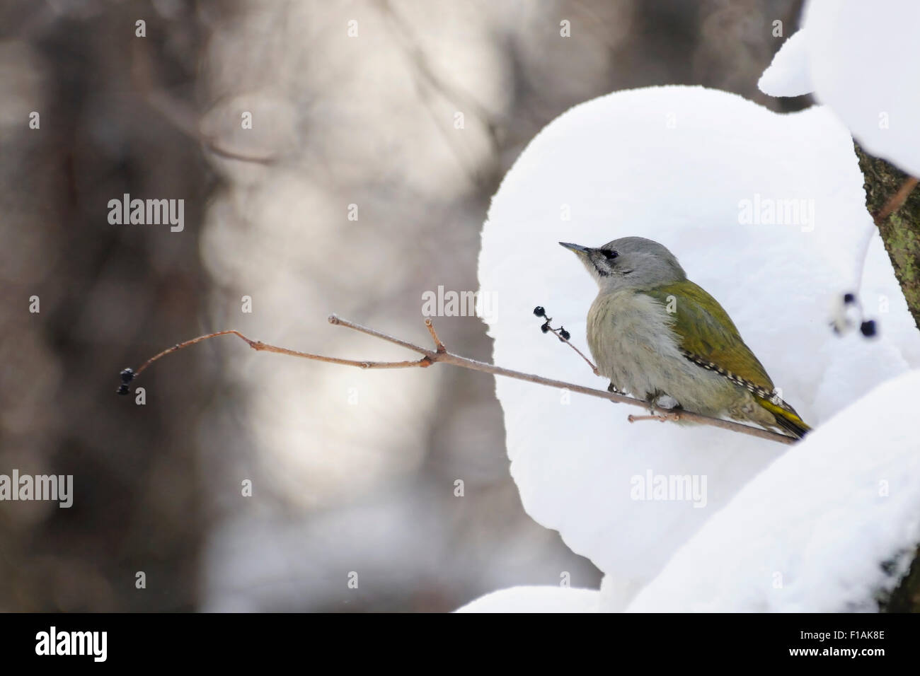 Picchio cenerino su berry albero in inverno Foto Stock