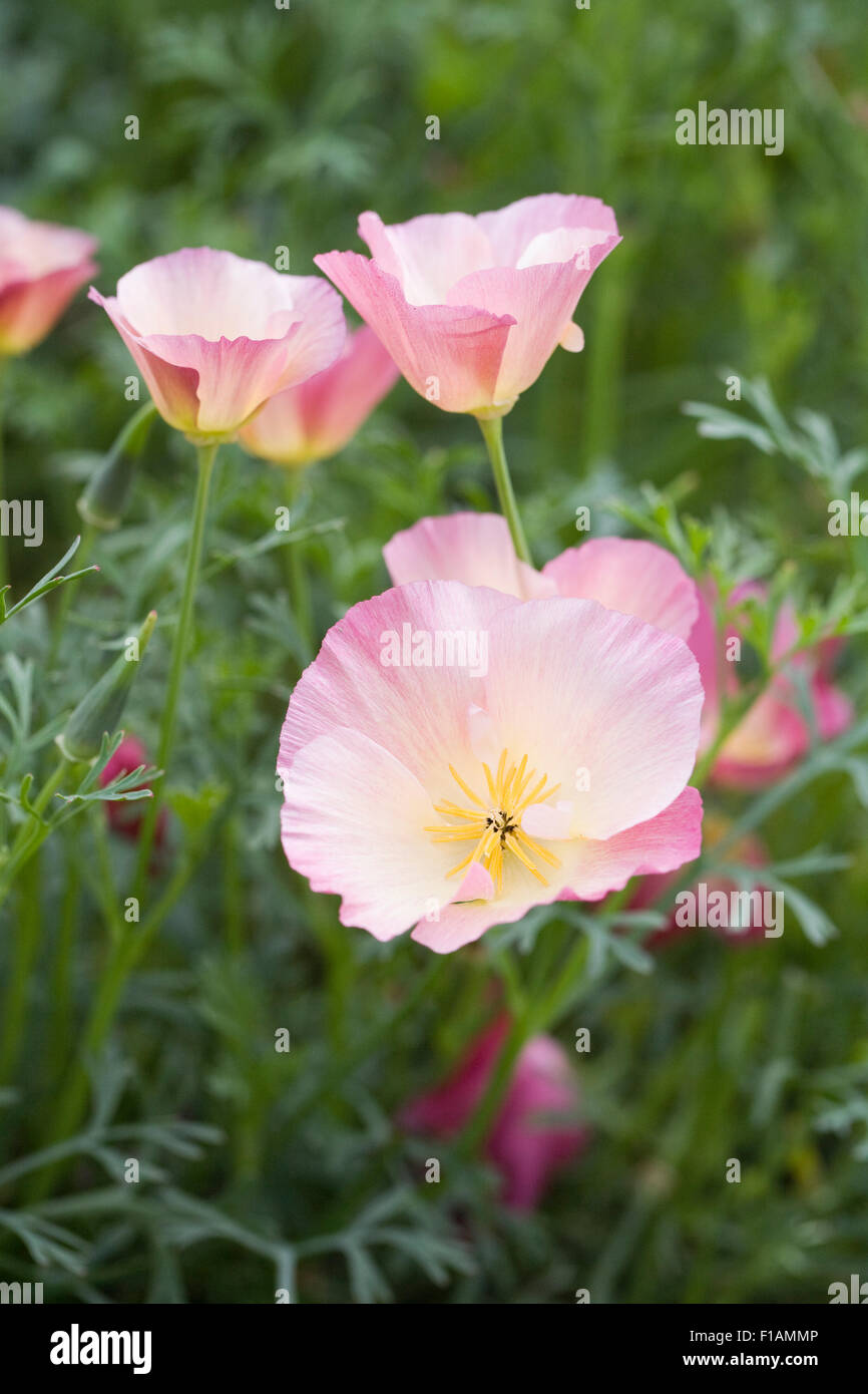Eschscholzia californica. Papavero californiano fiori. Foto Stock