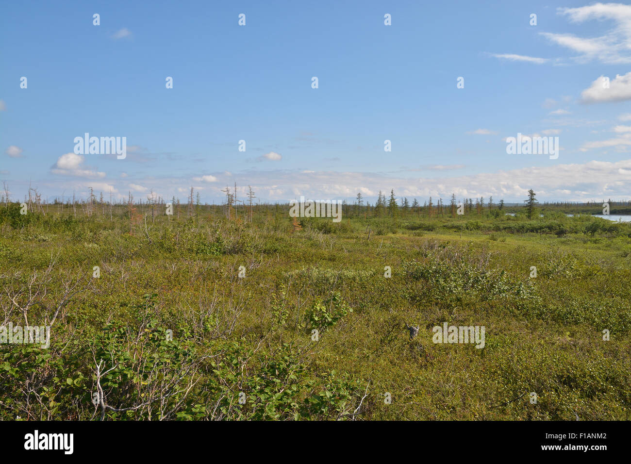 La tundra sulla penisola di Taimyr. Foothill la tundra forestale nel Western altopiano Putorana. Foto Stock