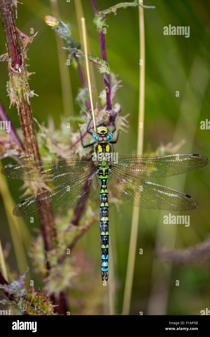Southern hawker appoggiata Foto Stock