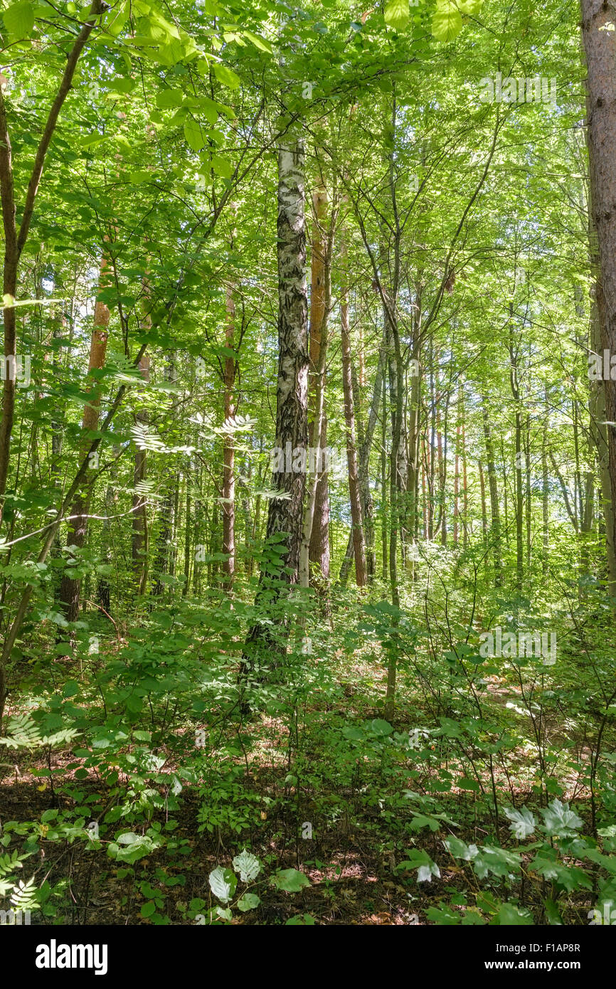 Estiva soleggiata foresta verde al giorno Foto Stock
