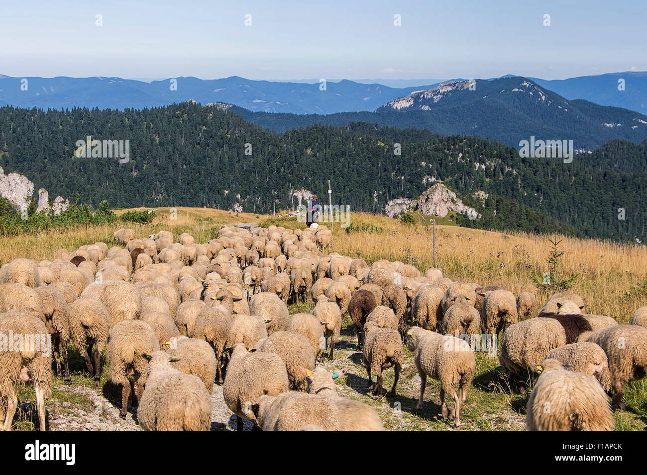 Grande allevamento di pecore in alta montagna a pascolo in serata sun. Foto Stock