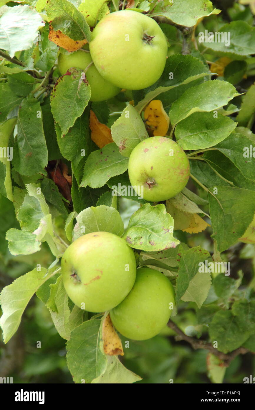 Bramley mele pendono dal ramo di un albero in Southwell, Nottinghamshire, dove questa varietà è stata dapprima propagate, REGNO UNITO Foto Stock