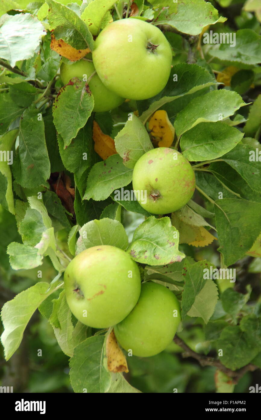 Bramley mele pendono dal ramo di un albero in Southwell, Nottinghamshire, dove questa varietà è stata dapprima propagate, REGNO UNITO Foto Stock