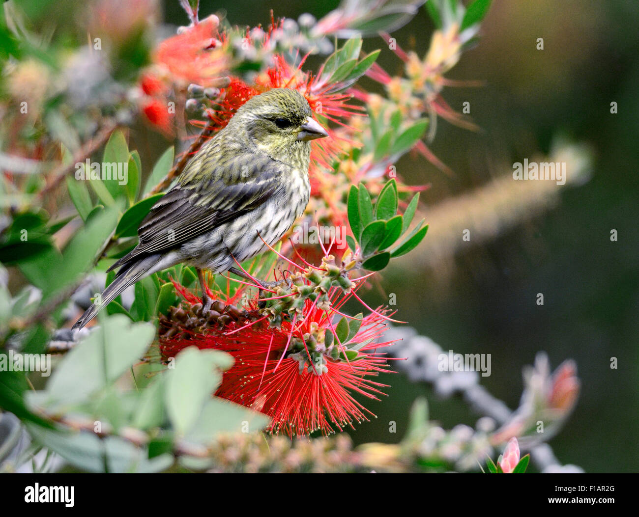 Un uccello di Finch della Casa (Carpodacus mexicanus,) arroccato su un ramo, raffigurato su uno sfondo sfocato Foto Stock