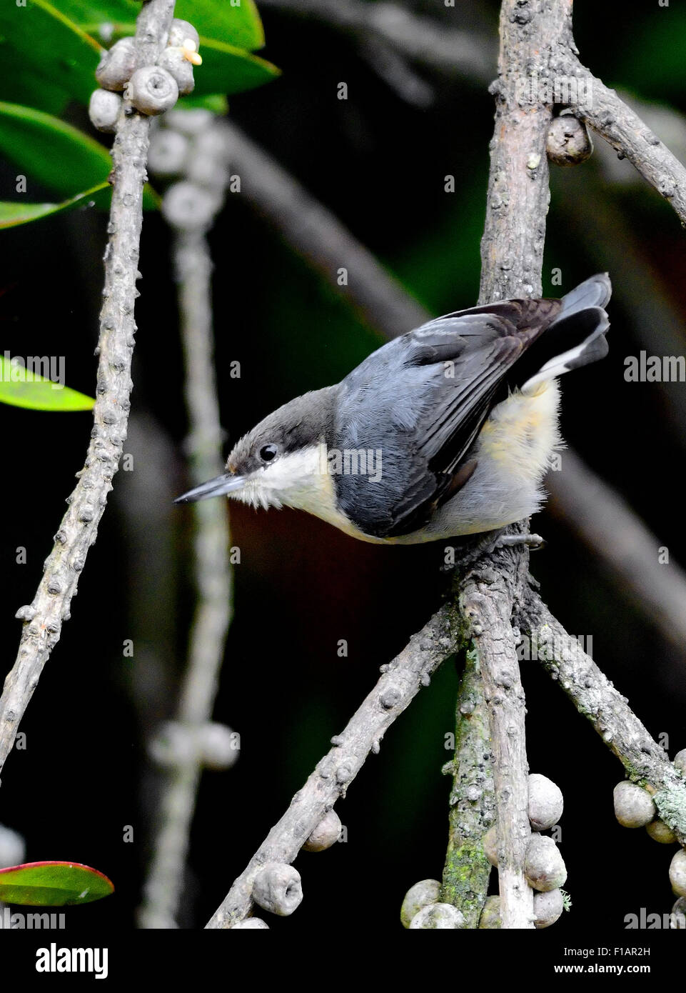 Un uccello Pithatch Pygmy-Sitta pygmaea, arroccato su un ramo, raffigurato su uno sfondo sfocato. Foto Stock