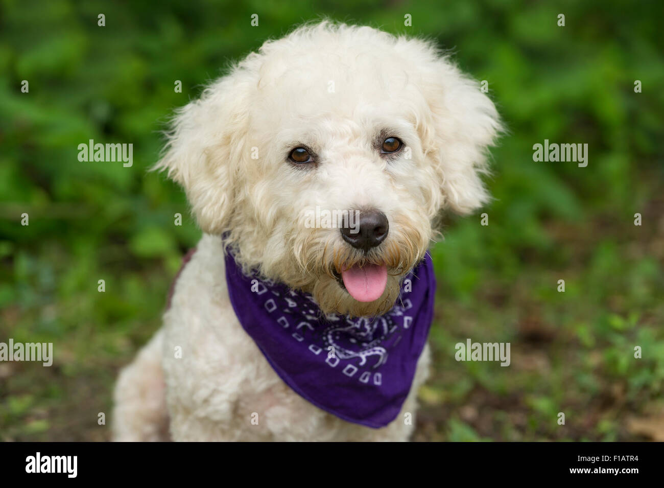 Cute cane è felice bianchi e soffici cucciolo di cane guardando dritto a voi con la sua linguetta rosa fuori della sua bocca. Foto Stock