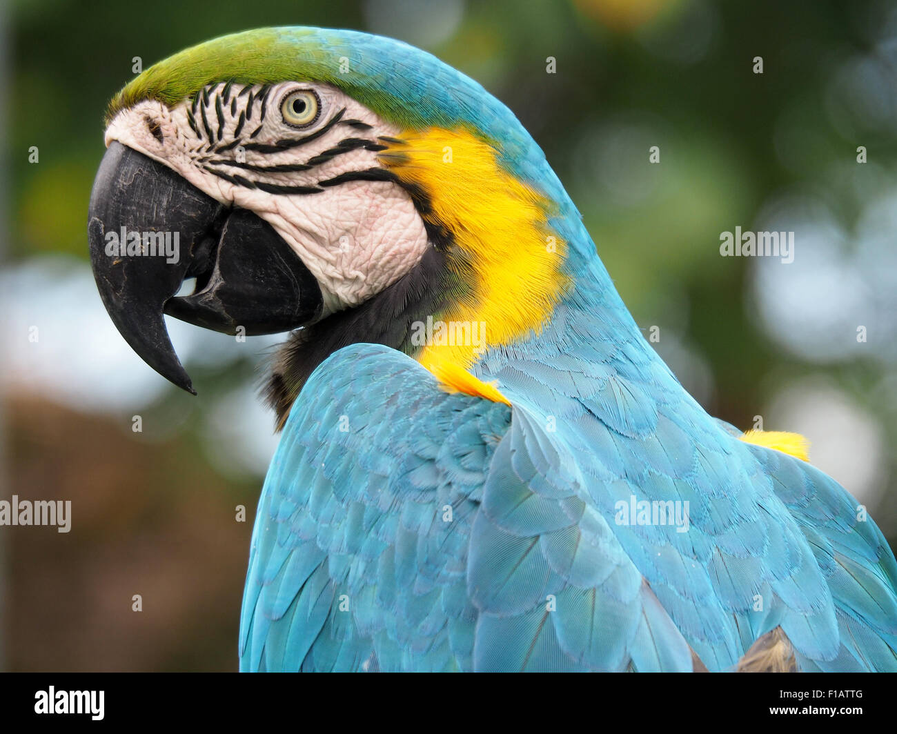Primo piano di un blu e giallo Macaw nel profilo Foto Stock