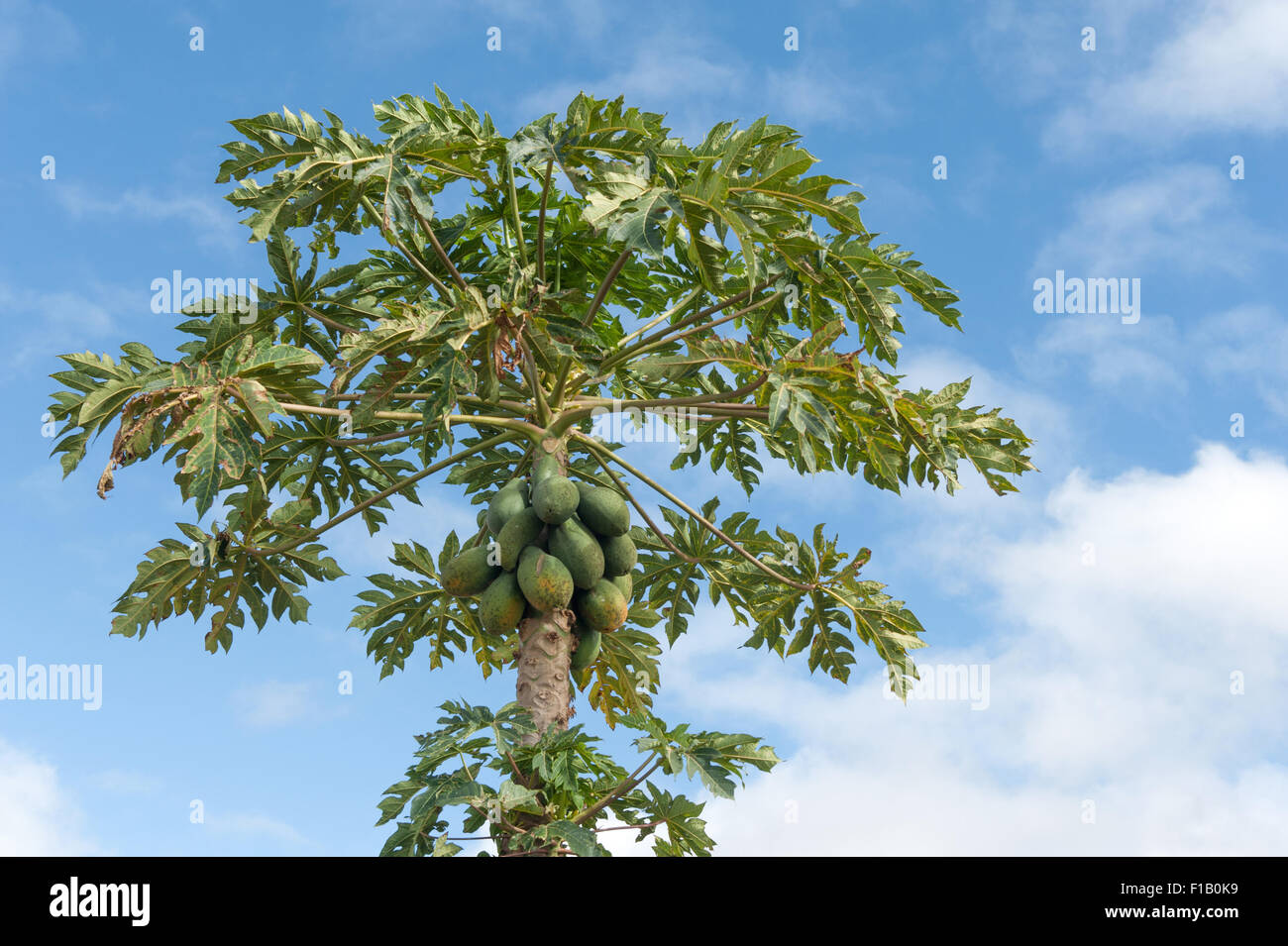 La papaia (o 'Paw Paw' alberi da australiani) che cresce sull'Skybury piantagione nei pressi Mareeba Aeroporto, altopiano di Atherton, Queensland Foto Stock
